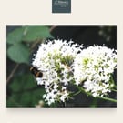 Bees1