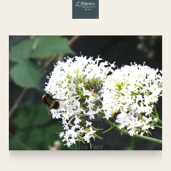 Bees1