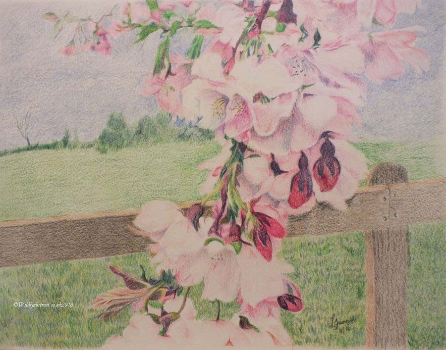 Cascades of pink - coloured pencil cherry blossoms