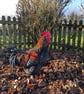 Frank, an A4 print of an original drawing of a cockerel - Image 7