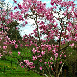 Magnolia Tree Batsford Arboretum Cotswolds UK Photograph Print