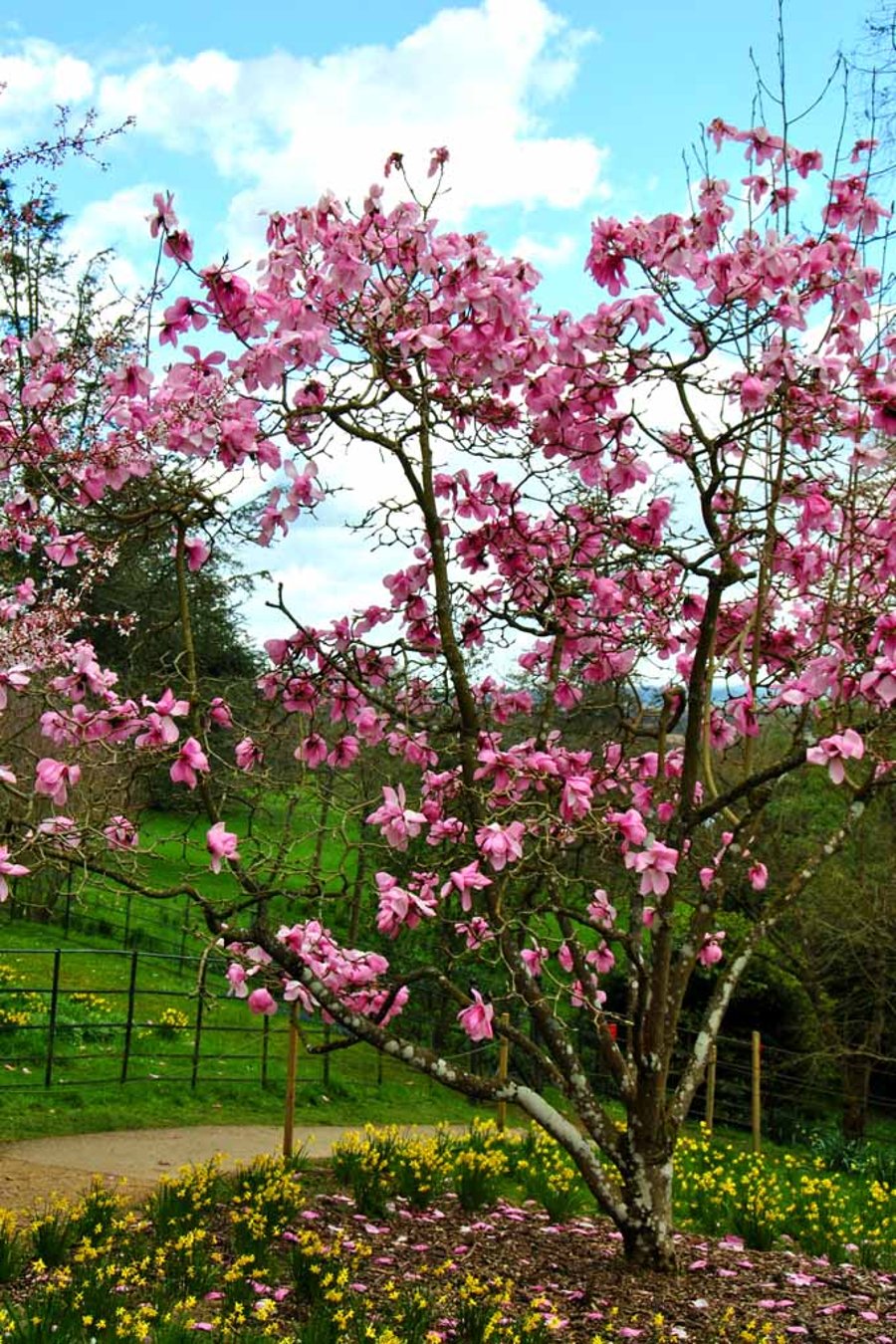Magnolia Tree Batsford Arboretum Cotswolds UK Photograph Print