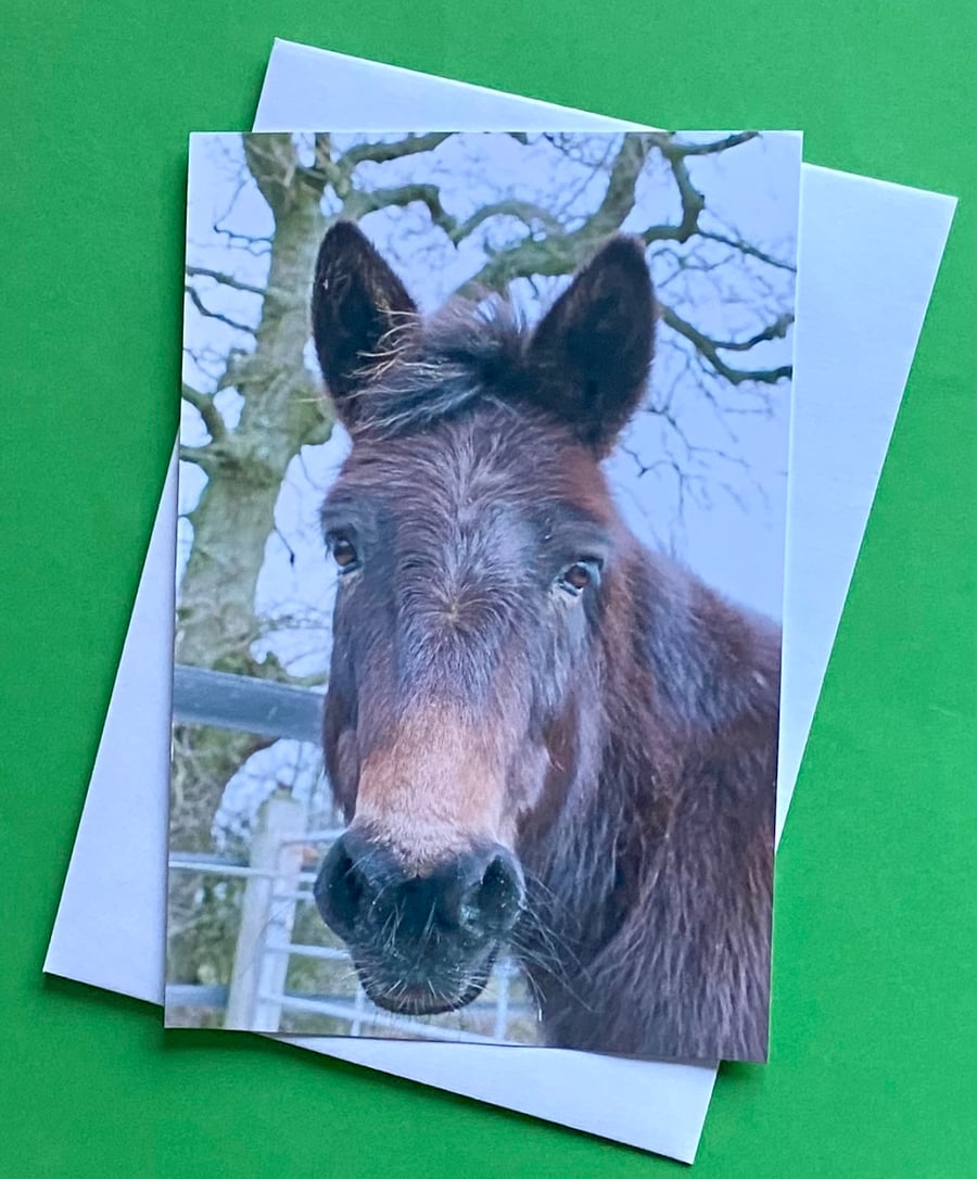 Maurice the Mule - Photographic Print Greeings card