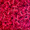 Raspberries Fat Quarter