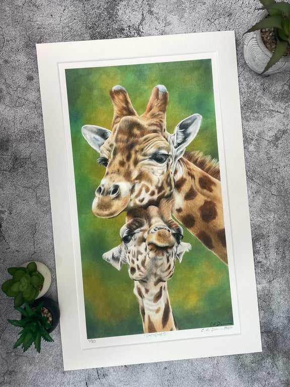 Limited Edition Fine Art Print of "Cwtches" Giraffes Coloured Pencil Art