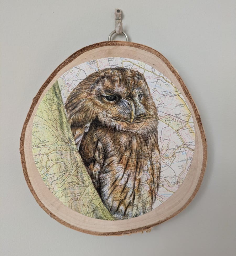 Tawny Owl on birch wood