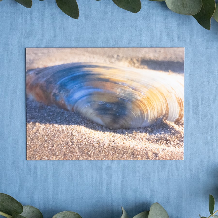Tellin Shell Close Up - Nature Photography Greeting card with envelope 