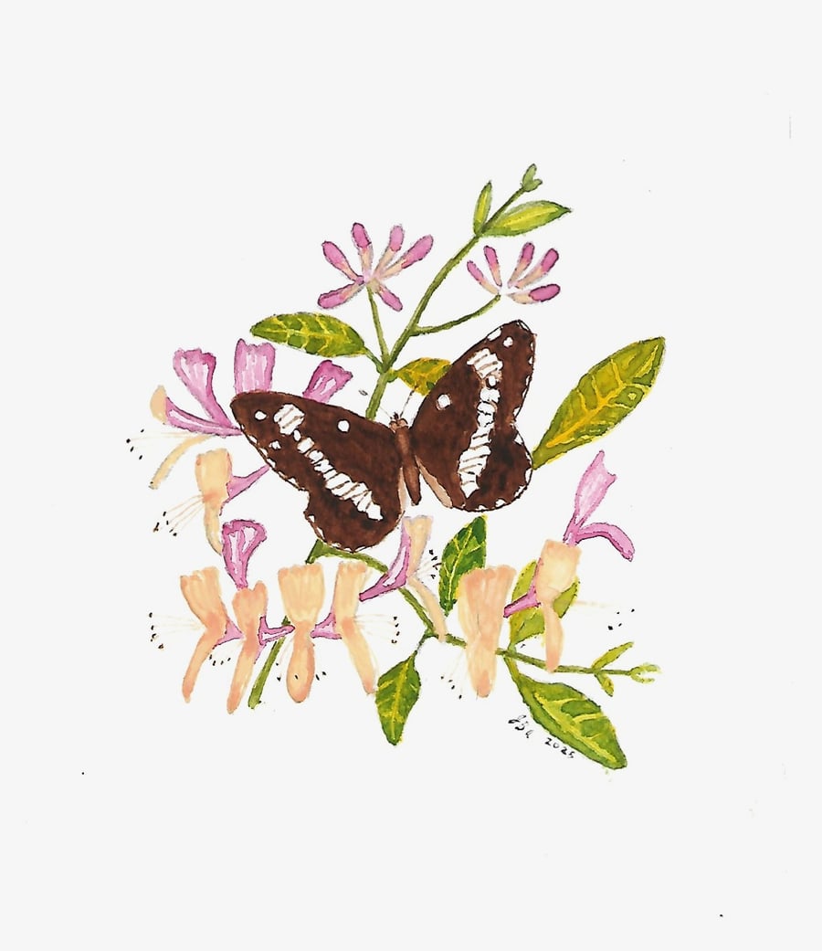 White Admiral on Honeysuckle.