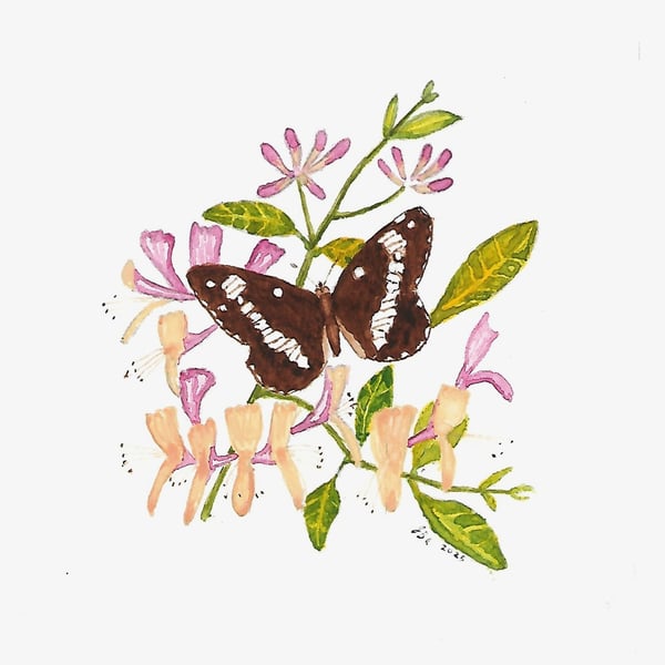 White Admiral on Honeysuckle.