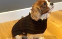 Dog Coats