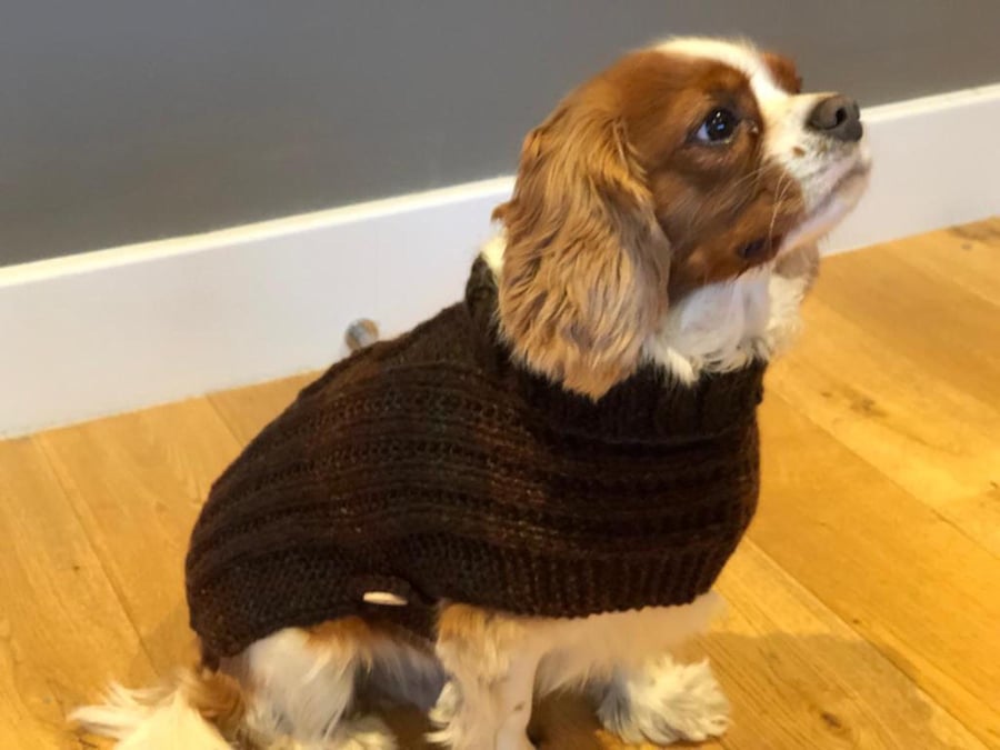 Knitted Thick And Warm Dark Chocolate Brown Large Dog Coat (R794)