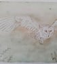 Barn owl colour drypoint  - Image 2