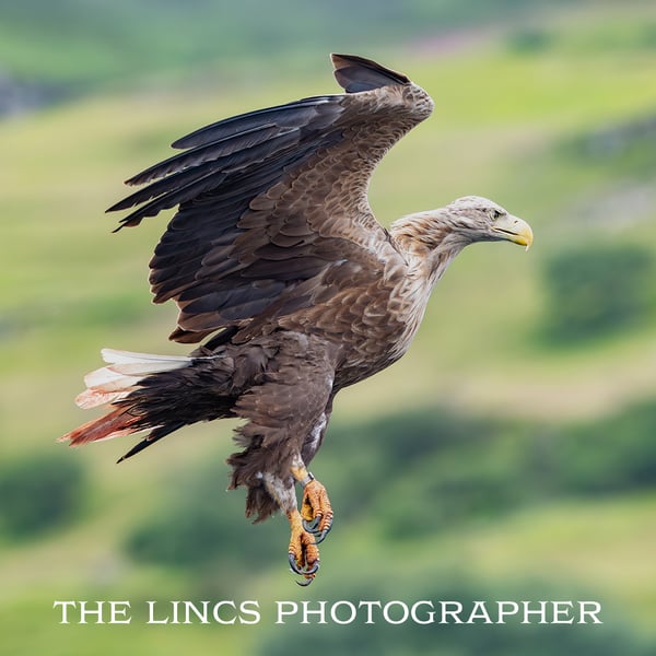 White Tailed Eagle in flight print (Limited edition of 10)