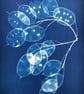 Seed Pods captured in Cyanotype, Gift for gardner, Original wall art. - Image 2