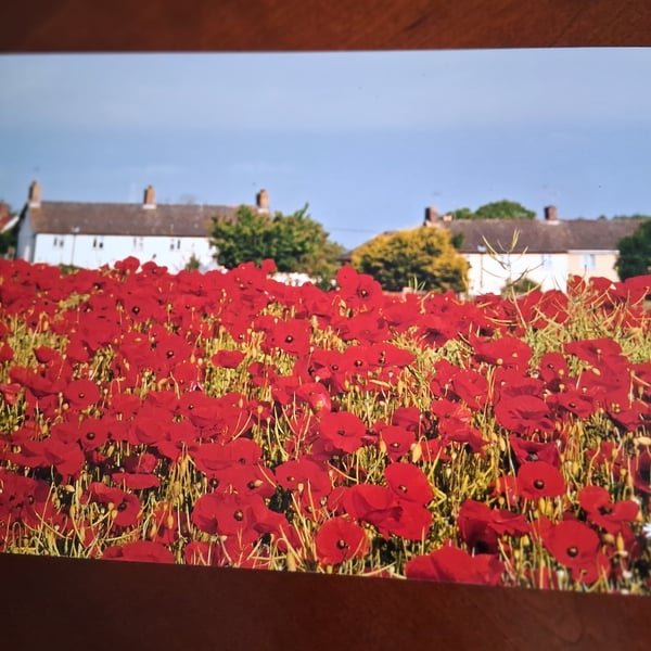 POPPY FIELD WITH BUILDINGS