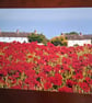 POPPY FIELD WITH BUILDINGS