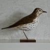 Song thrush