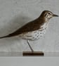 Song thrush - Image 1