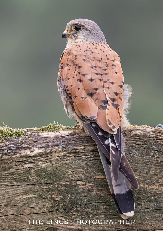 Kestrel print (Limited edition of 10)