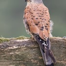 Kestrel print (Limited edition of 10)