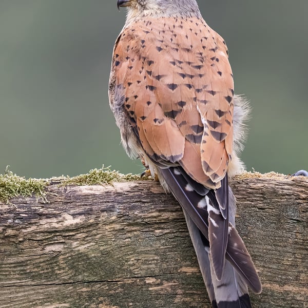 Kestrel print (Limited edition of 10)