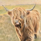 Highland  Cow