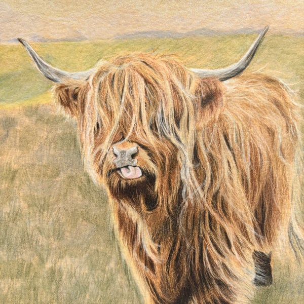Highland  Cow