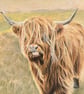Highland  Cow Giclee print - Image 1