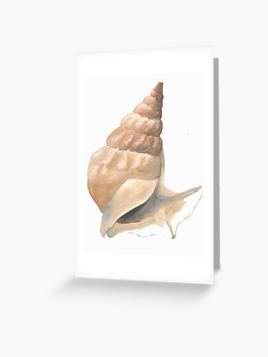 Seconds Sunday blank greetings card from a shell study in watercolour