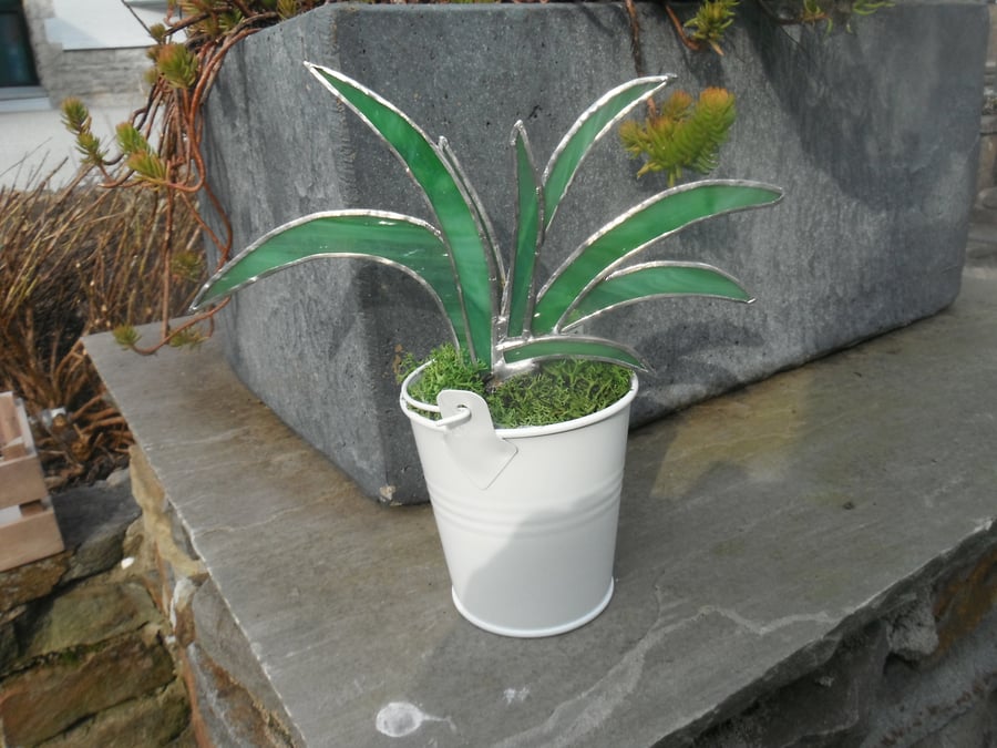 Stained glass Spider plant