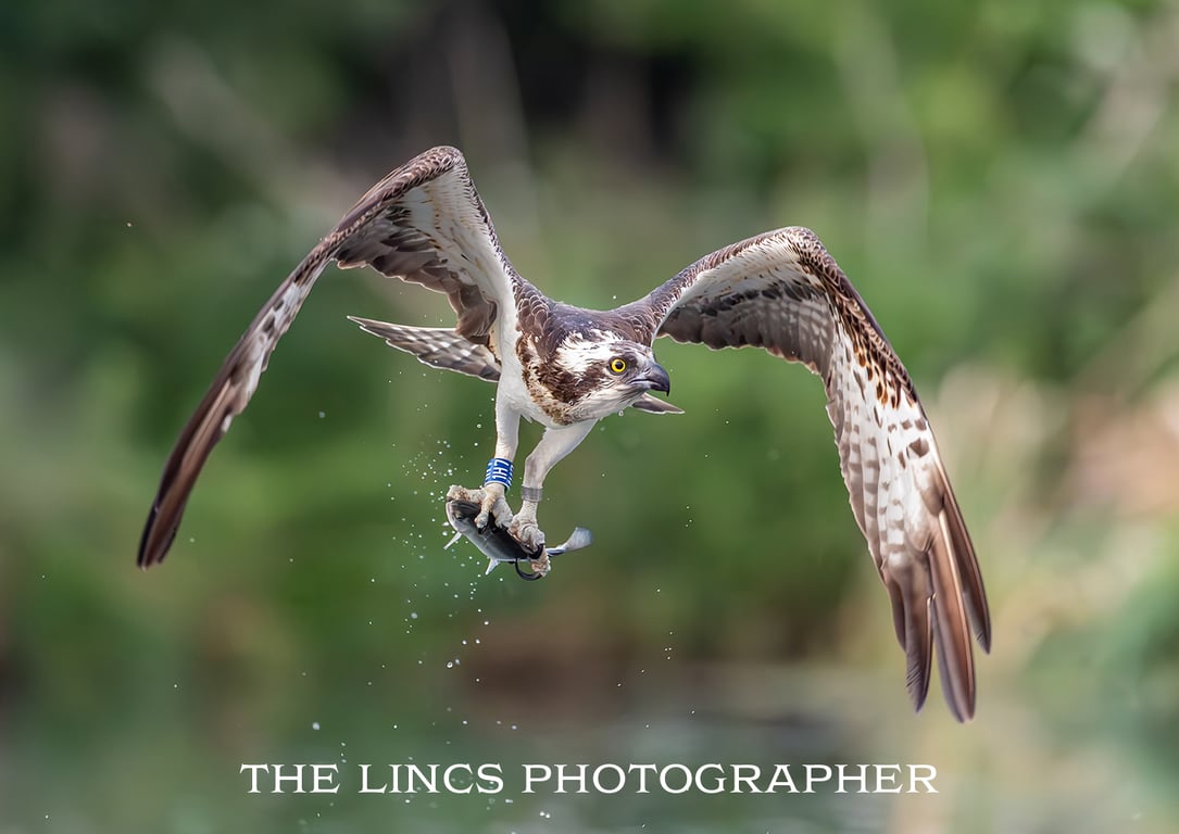 Osprey in flight with trout print (Limited edition of 10)