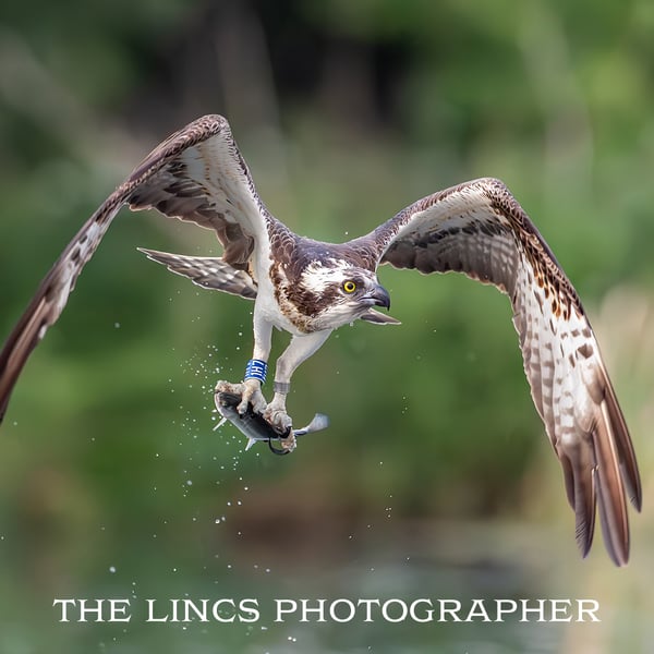 Osprey in flight with trout print (Limited edition of 10)
