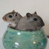 Jammy Gerbils