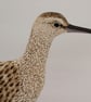 Curlew  - Image 4