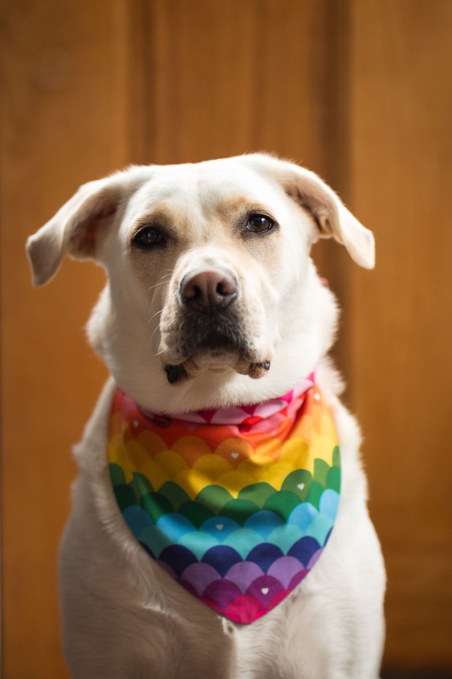 Rainbow waves dog bandana