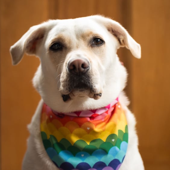 Rainbow waves dog bandana