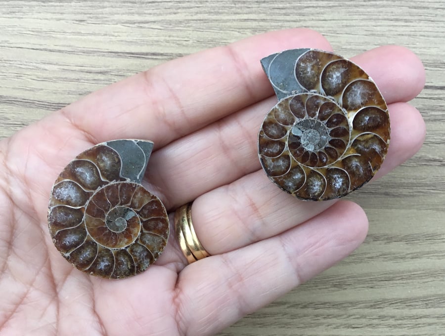 Pair of Beautiful Large Polished Ammonite Halves for Jewellery Making.