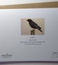 Starling Embroidered Portrait Greetings Card - Image 3