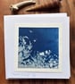 Clematis and Swifts - Cyanotype Card with envelope