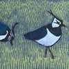 Lapwings on blue
