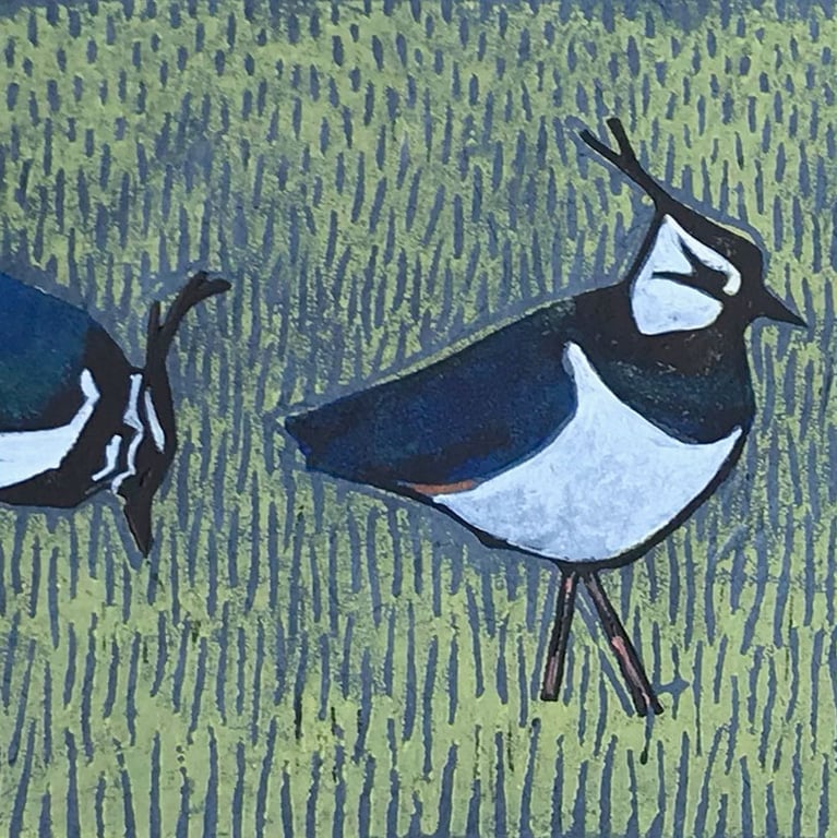 Lapwings on blue