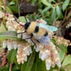 Needle felted bumble bee brooch