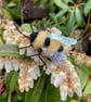Needle felted bumble bee brooch - Image 1