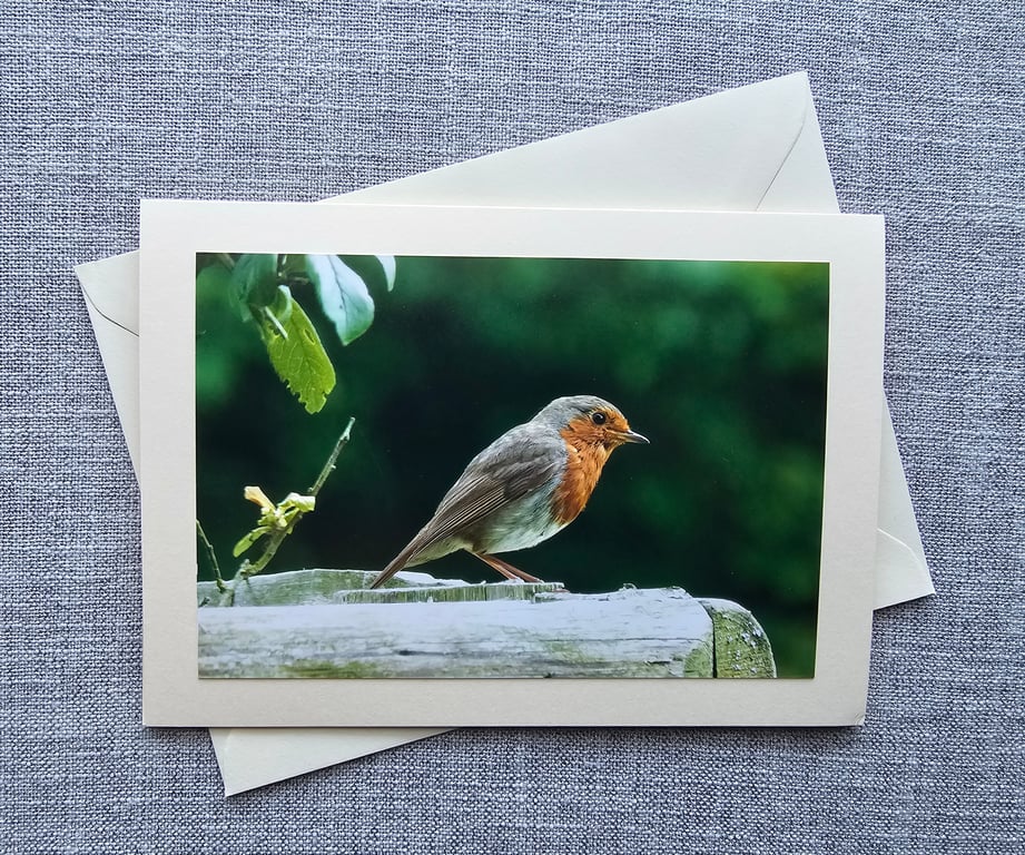 Pembrokeshire Robin Photographic Card size 7" x 5"