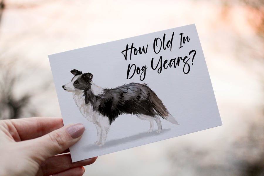 Black & White Collie Dog Birthday Card, Dog Birthday Card