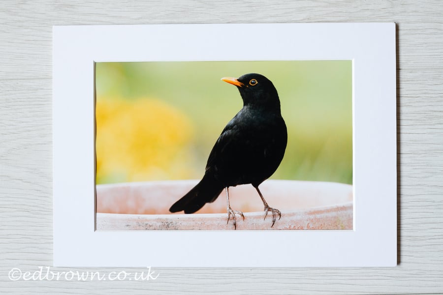 Blackbird photographic print