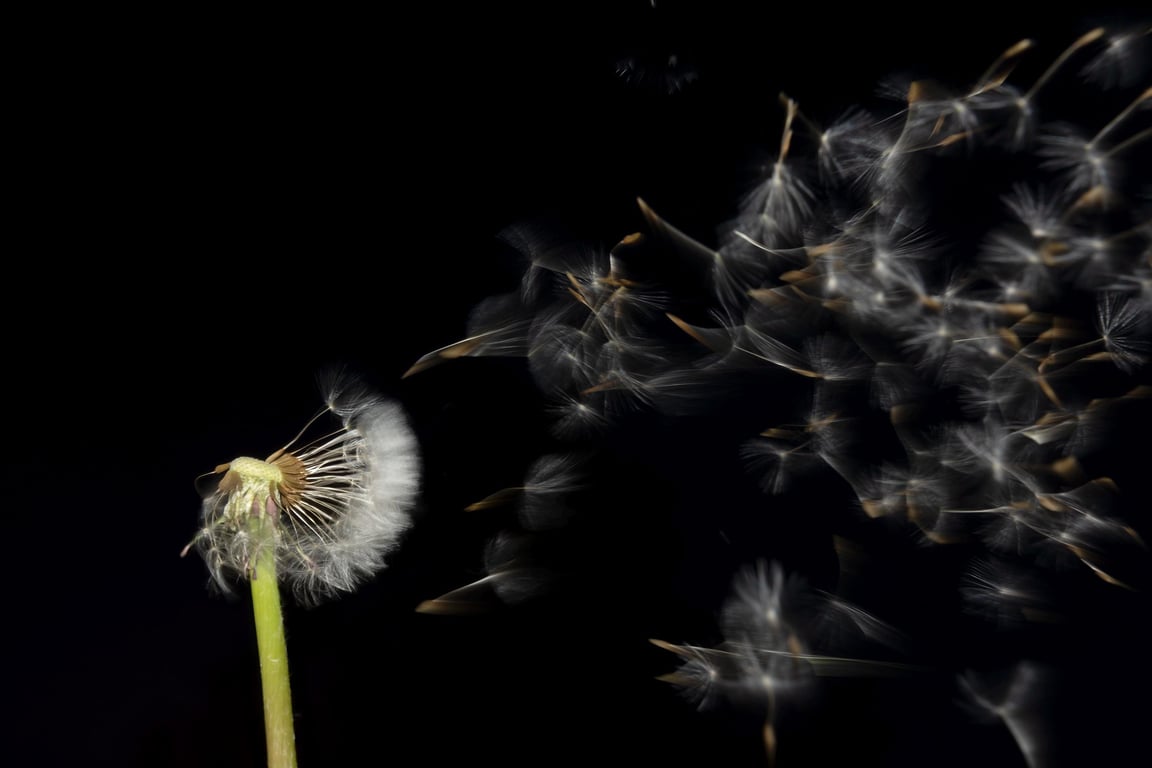 Dandelion clock in wind print