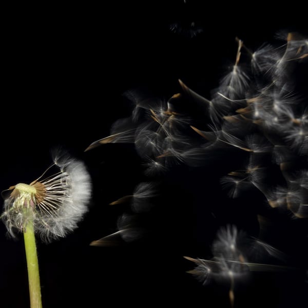 Dandelion clock in wind print