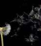 Dandelion clock in wind print - Image 2