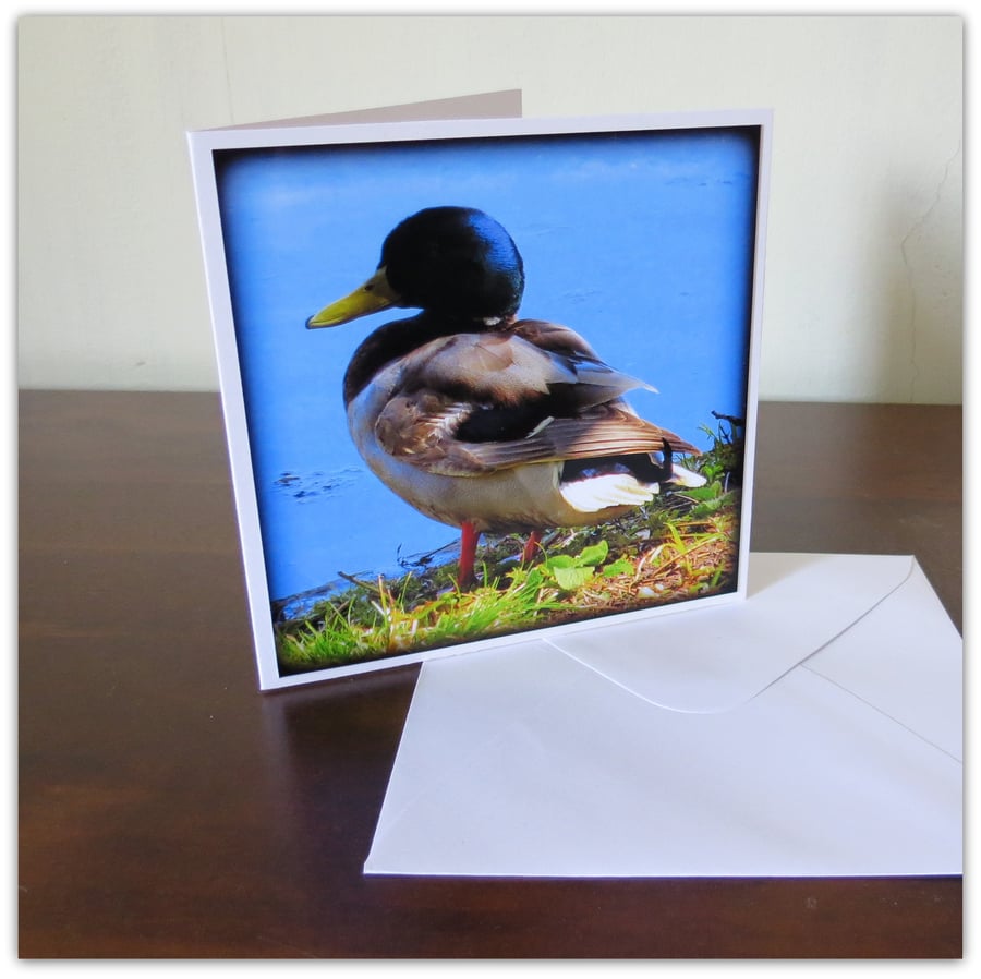 Daddy Duck.  A greetings card left blank for your own message.  (11)